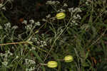 Turk's cap lily